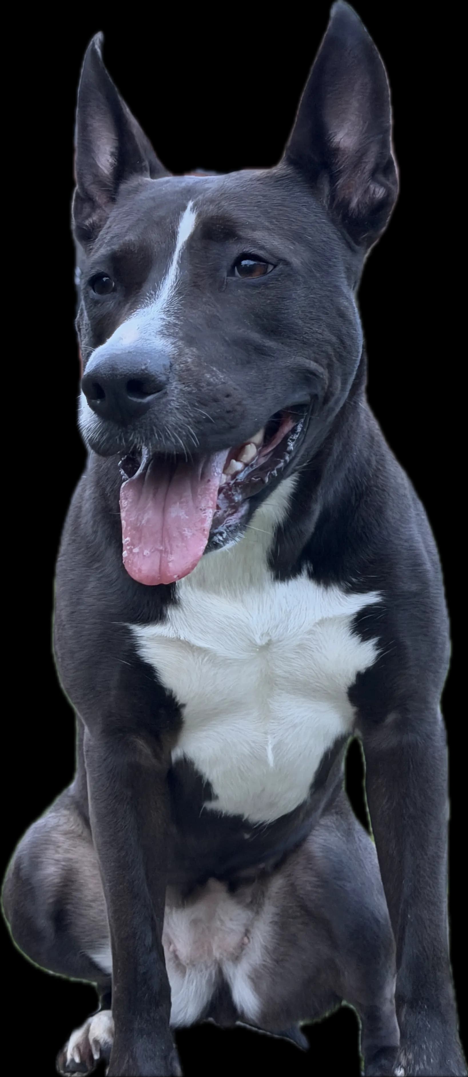 Hond die ontspant naast zijn begeleider op de sofa